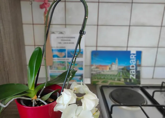 The Dreams 자다르